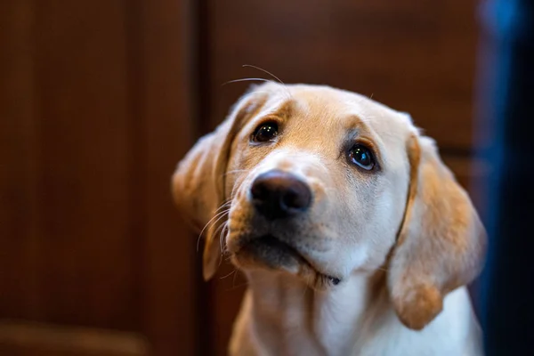 美しい黄色のラブラドール取得子犬 — ストック写真