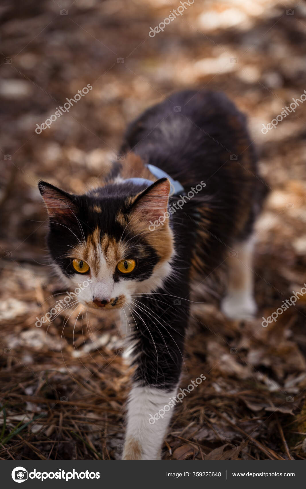 Chat Domestique Marchant Dans Les Bois Image Libre De Droit Par Corbinium C