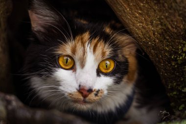 Bombay Maine Rakun Kedi Gözü