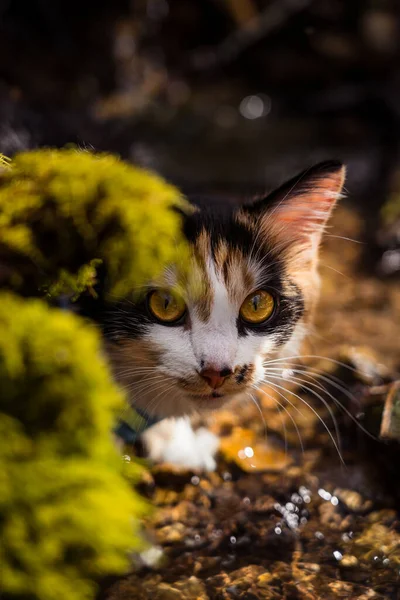 Gato doméstico escondido atrás da vegetação — Fotografia de Stock