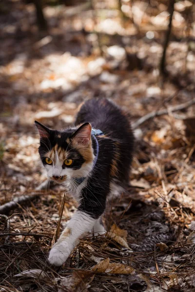 Domestic Cat Walking in Woods