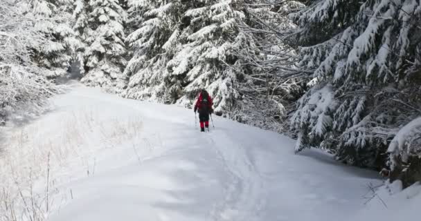 バックパック付きの観光客が雪の森の中の道を歩いている — ストック動画