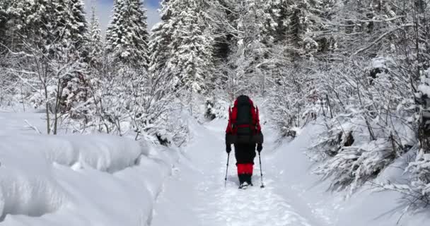 冬の森の中の雪道を登るハイカー — ストック動画