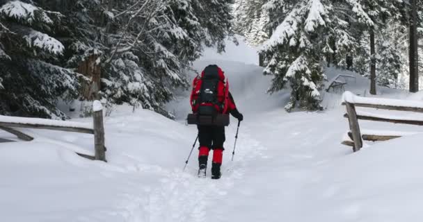 Turisten Stannade För Att Vila Och Njuta Landskapet Snöig Skog — Stockvideo