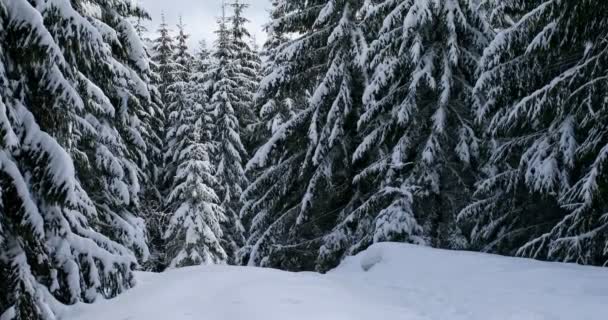 Fata Foresta Invernale Innevata — Video Stock