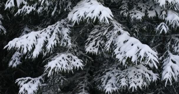 Uomo Una Foresta Invernale Con Uno Zaino — Video Stock