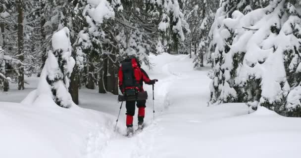 Ein Mann Winterwald Mit Einem Rucksack — Stockvideo