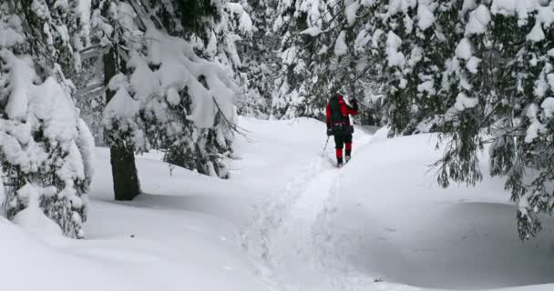 一个男人 背着背包在冬天的森林里 — 图库视频影像