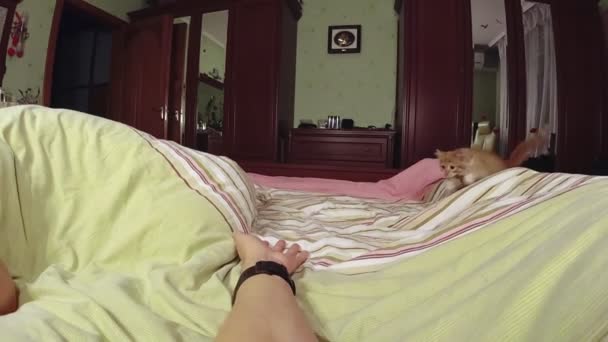 Gatinho Vermelho Joga Com Uma Mão Cama — Vídeo de Stock