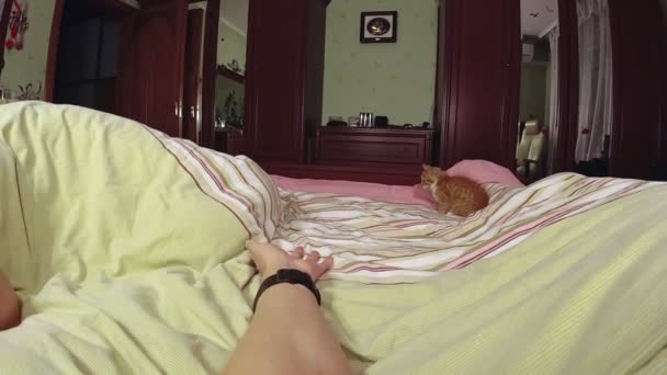 Macska Játszik Egy Kézzel Ágyban — Stock videók
