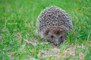 Yeşil çimlerde kirpi