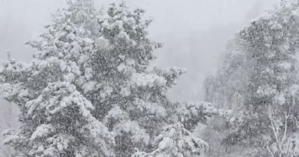 Fuertes Nevadas Contra Árbol Nevado Invierno — Vídeos de Stock