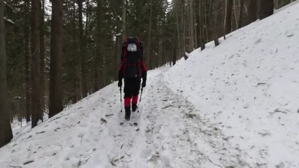 Müder Tourist Mit Rucksack Spaziert Durch Verschneiten Wald — Stockvideo