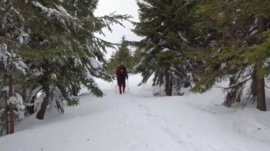 Karlı köknar ağaçları arasında kış yürüyüşüne çıkan iki turist