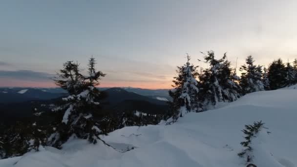 冷杉的背景是黄昏的落日 在山中 Pov — 图库视频影像