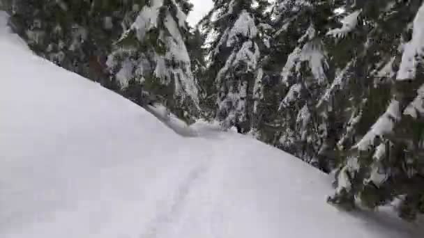 在雪地冷杉树间的冬季小径 — 图库视频影像
