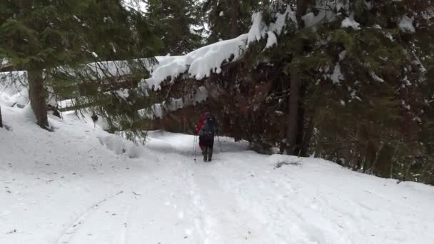 バックパックを持った男たちが倒木の下の雪の森を歩いている — ストック動画