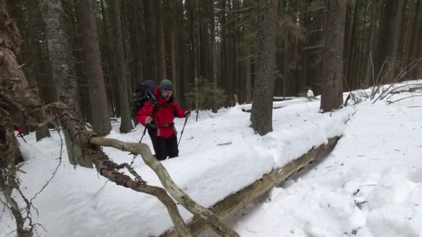 Mann Hilft Einem Freund Beim Zelten Durch Einen Baum — Stockvideo