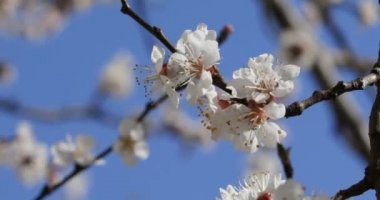Baharın erken saatlerinde güneşli bir günde açan kayısı dalı