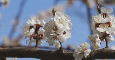 Baharın erken saatlerinde güneşli bir günde açan kayısı dalı