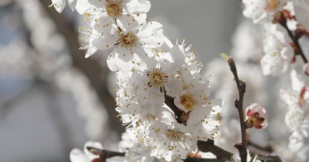 早春の晴れた日にアプリコットの枝を開花させる — ストック動画
