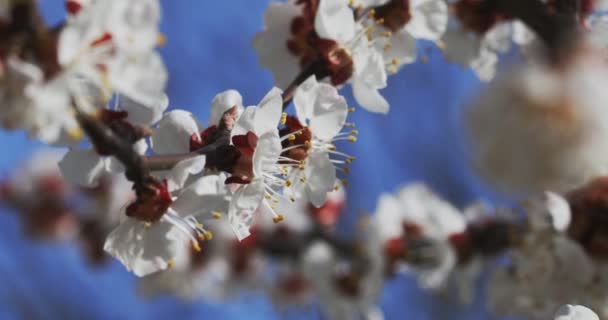 Delicate Flowers Blossoming Apricot Tree Early Spring Sunny Day — Stock Video