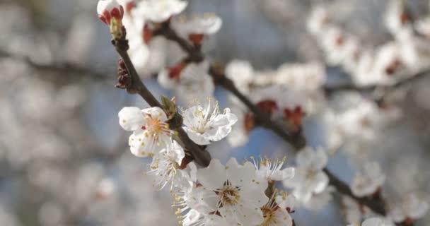 Blommande Aprikos Gren Bakgrund Blommande Träd — Stockvideo