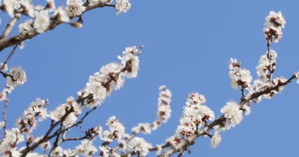 Rama Albaricoque Floreciente Sobre Fondo Cielo Azul — Vídeos de Stock