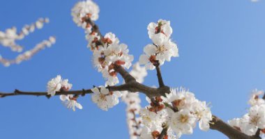 Baharın erken saatlerinde güneşli bir günde açan kayısı dalı