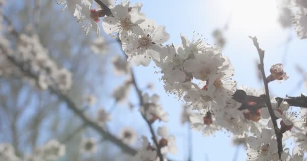 开着的杏树在阳光下的分枝 — 图库视频影像