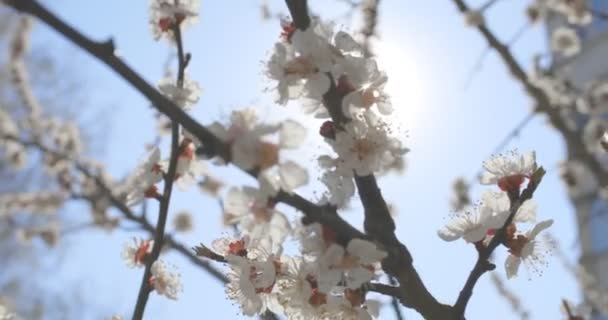 Lkbaharın Başlarında Gökyüzünde Çiçek Açan Bir Ağacın Dalları — Stok video