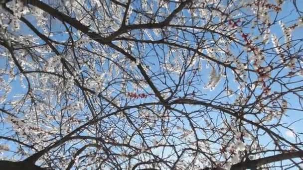 Цветущее яблоко на фоне голубого неба — стоковое видео