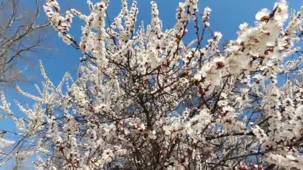 Manzana en flor a principios de primavera en un día soleado — Vídeos de Stock