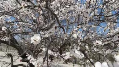 Güneşli bir günde ilkbaharın başlarında açan elma