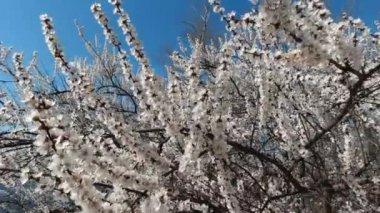 Güneşli bir günde ilkbaharın başlarında açan elma
