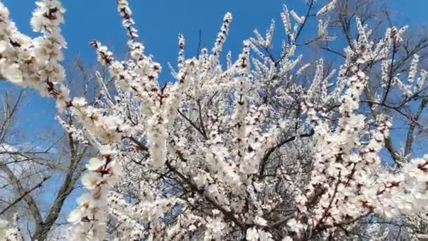 Manzana en flor a principios de primavera en un día soleado — Vídeos de Stock