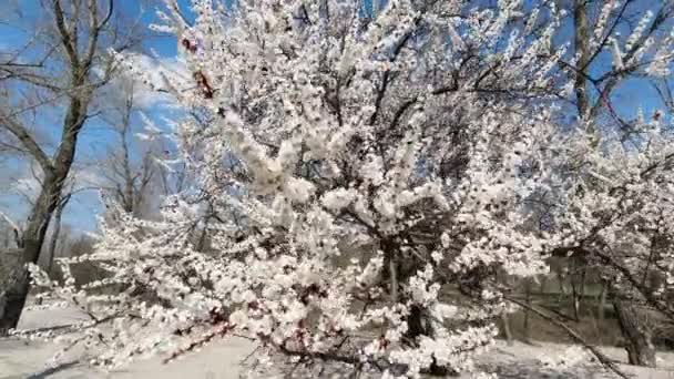 Bloeiende appel in het vroege voorjaar op een zonnige dag — Stockvideo
