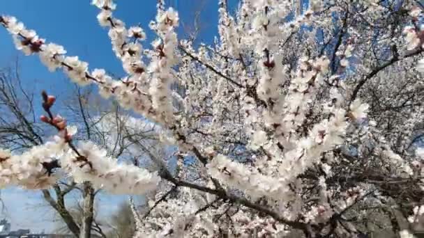 Manzana en flor a principios de primavera en un día soleado — Vídeos de Stock