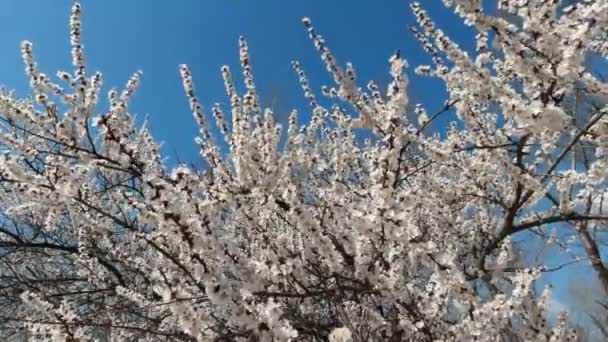 Kvetoucí jablko na začátku jara za slunečného dne — Stock video