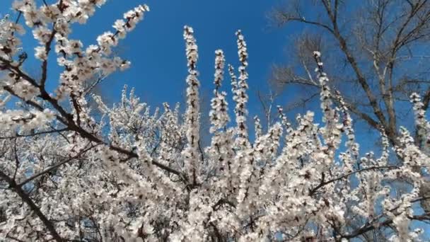 Mela in fiore all'inizio della primavera in una giornata di sole — Video Stock