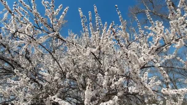 Bloeiende appel in het vroege voorjaar op een zonnige dag — Stockvideo