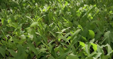 Vadinin çiçek açan zambaklarıyla, güneşle aydınlanan ormanda.