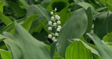 Ormandaki çiçekli zambaklar