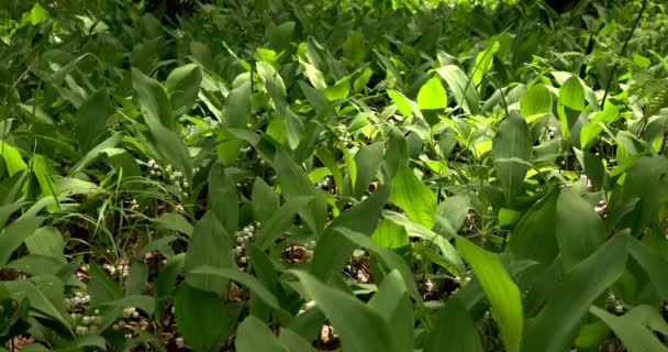 Lirios Florecientes Del Valle Bosque Primavera — Vídeo de stock