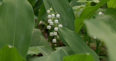 Ormandaki çiçekli zambaklar