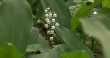 Çiçekli orman zambağı vadide
