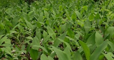 Ormanda büyüyen vadi zambaklarıyla