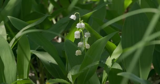Flowering Lilies Valley Forest — Stock Video