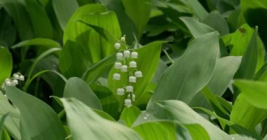 Güneşli bir günde, vadi çiçeğinin zambağı