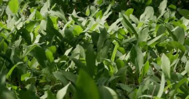 Güneşli bir günde vadideki orman zambakları